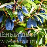 Вид 2