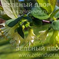 Вид 3