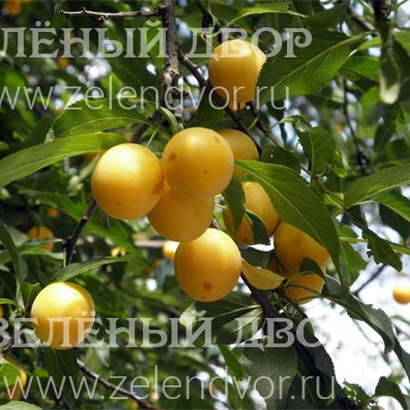 Вид 1