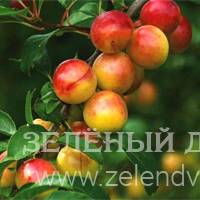 Вид 2
