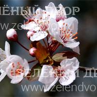 Вид 4