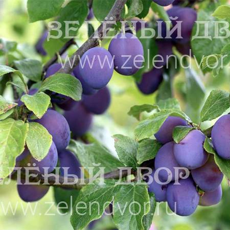 Вид 1