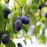 Вид 4
