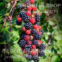 Вид 4