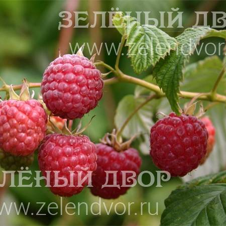 Вид 1