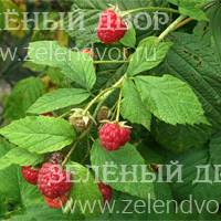 Вид 3