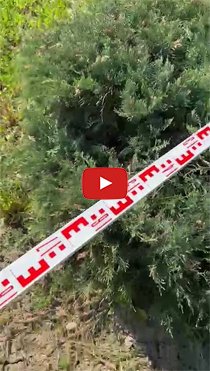 Идеальные можжевельники для Вашего сада - Видео