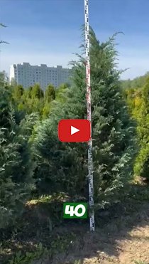 Можжевельник скальный Монглов - Видео